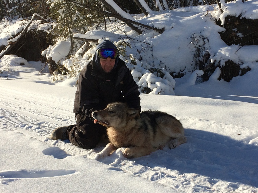 trapper caught a wolf