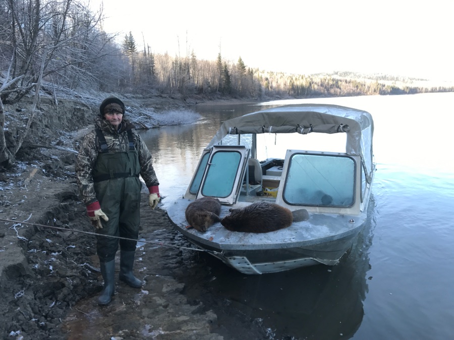 trapper caught beavers with boat