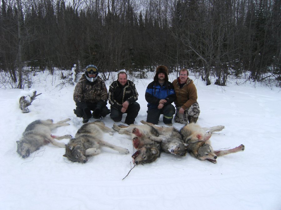 A line of wolves trappers